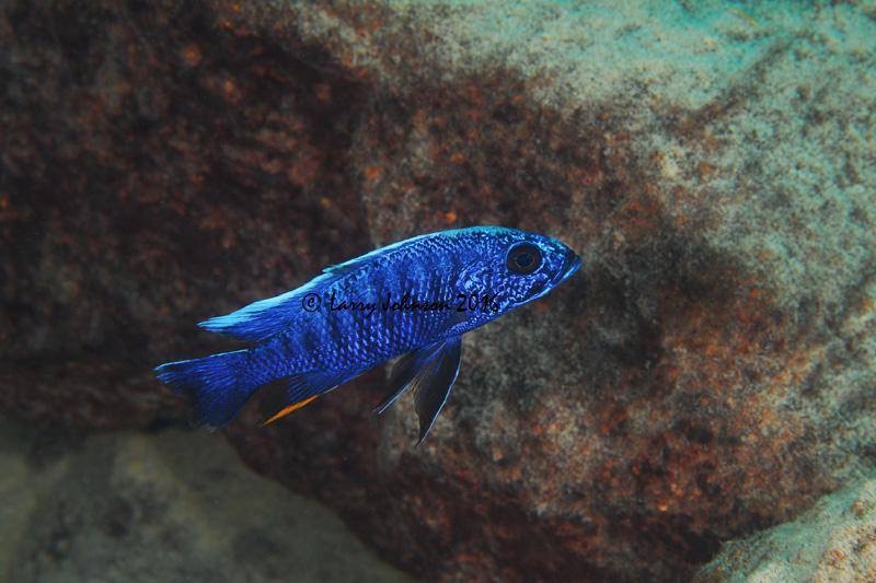 Sciaenochromis fryeri 'Chilungo Bay, Chizumulu Island'